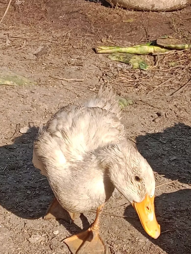 Canard musqué domestique
