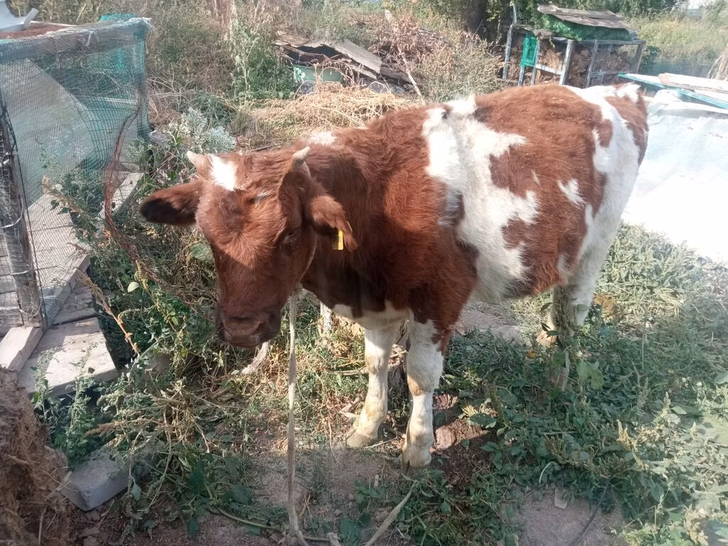 Red-spotted breed