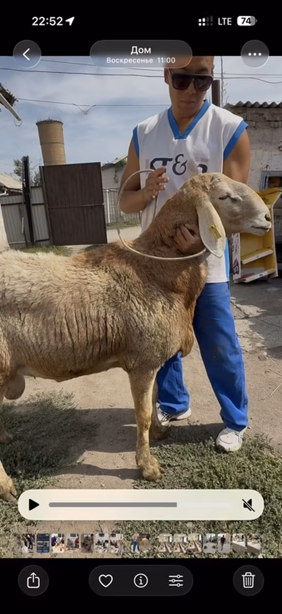 Baerchuke sheep