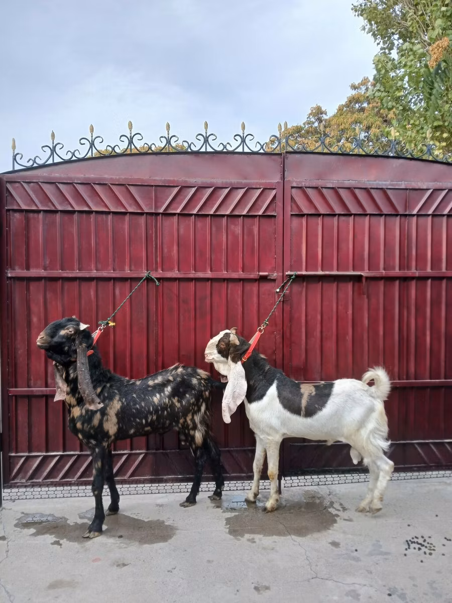 Kamori goats