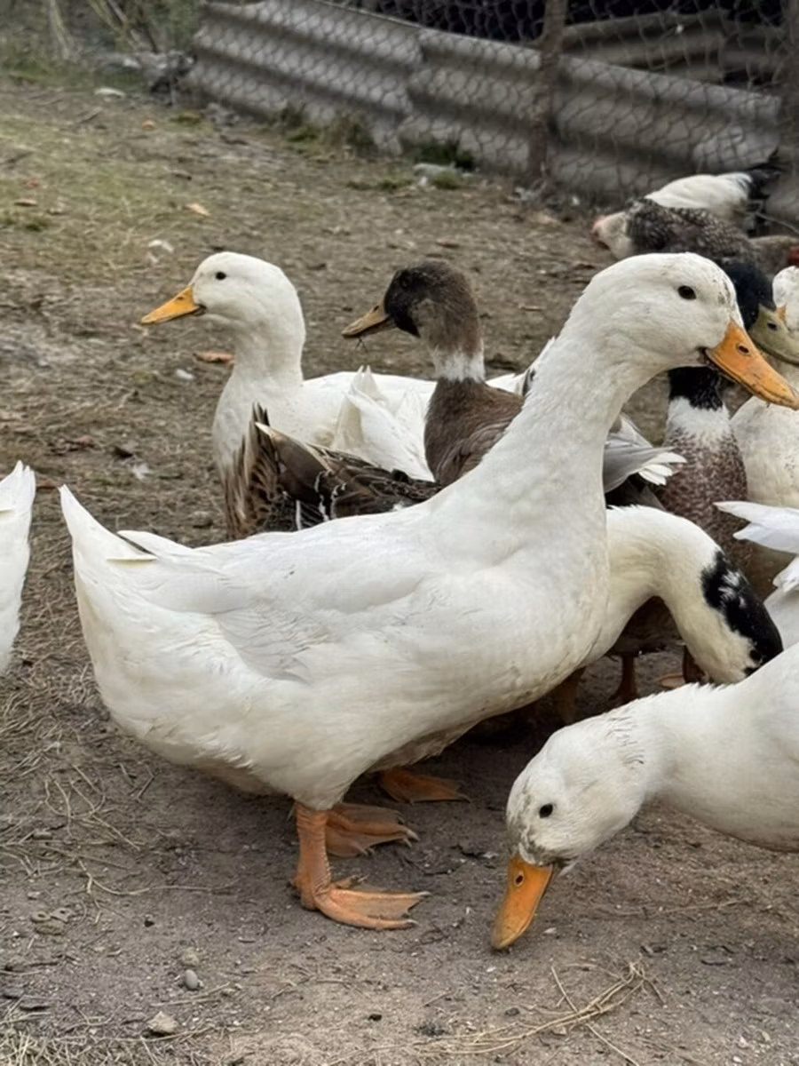 American Pekin
