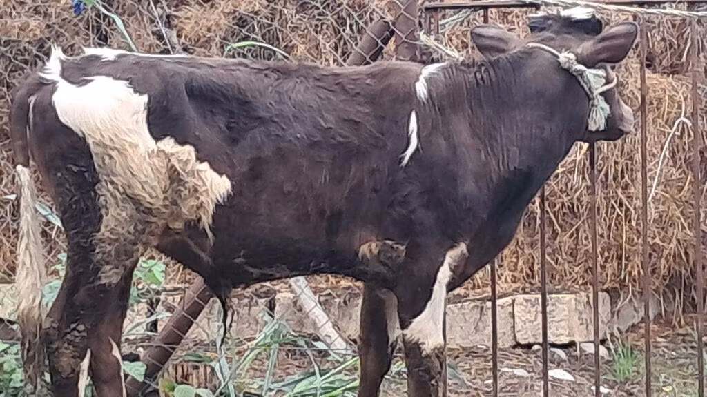 Red-spotted breed