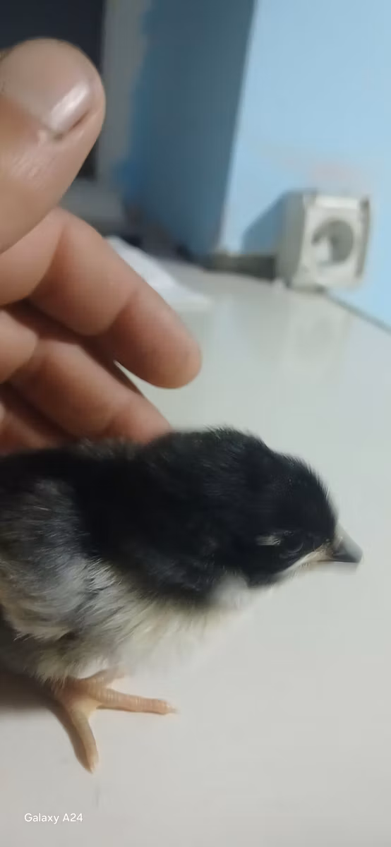 Australian Pit Game fowl