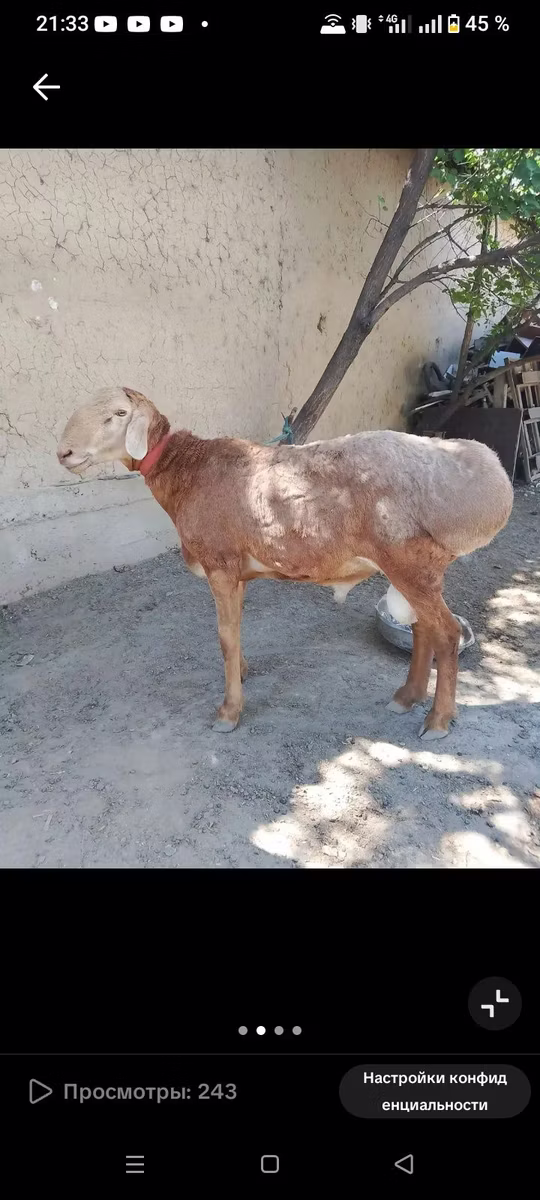 Arashan sheep