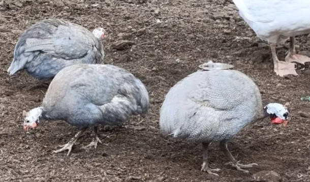 ラベンダー