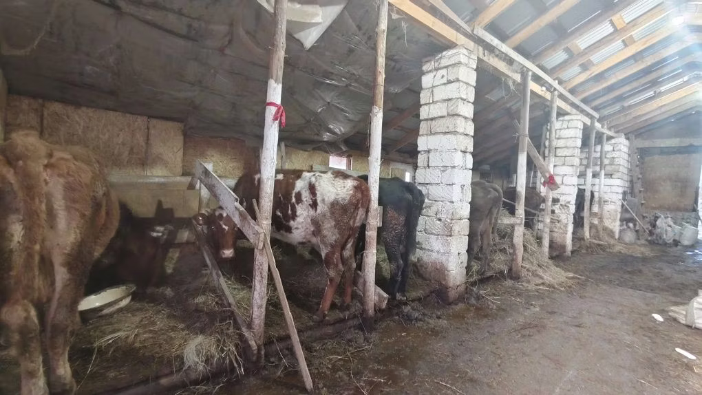 Vaca de estepa roja
