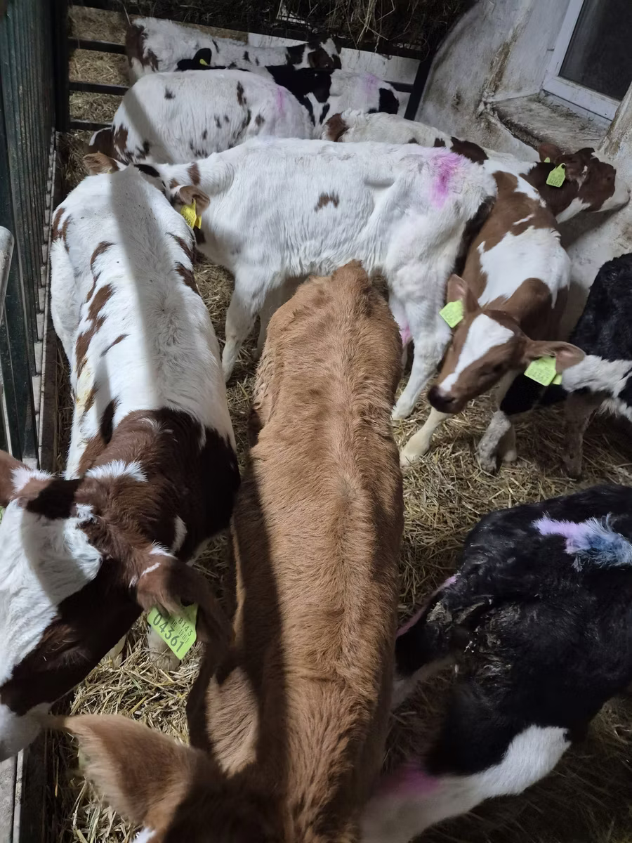 Simmental cattle
