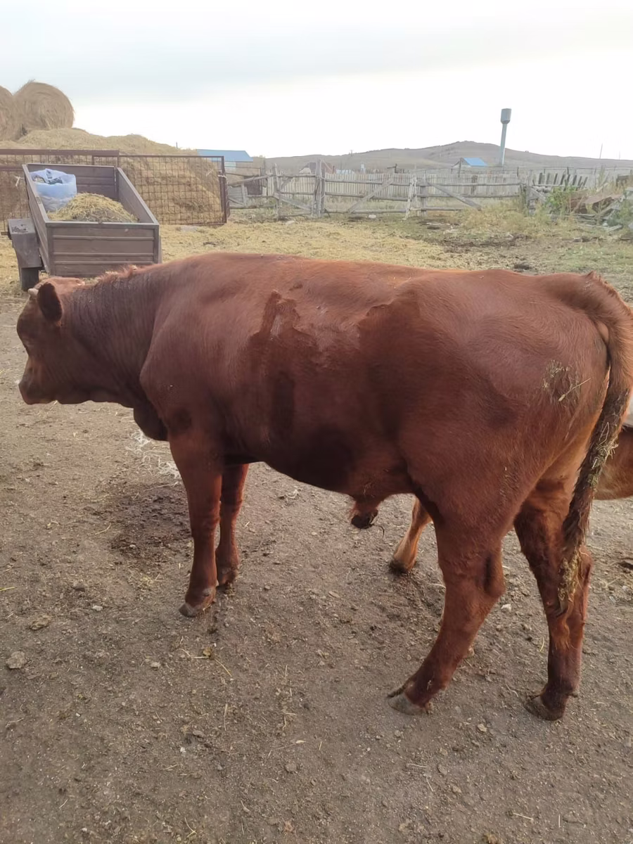 Vaca de estepa roja