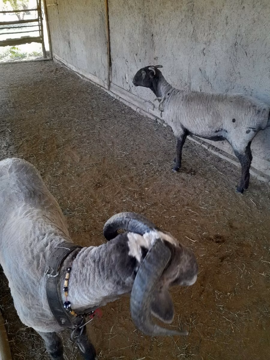 Merino sheep