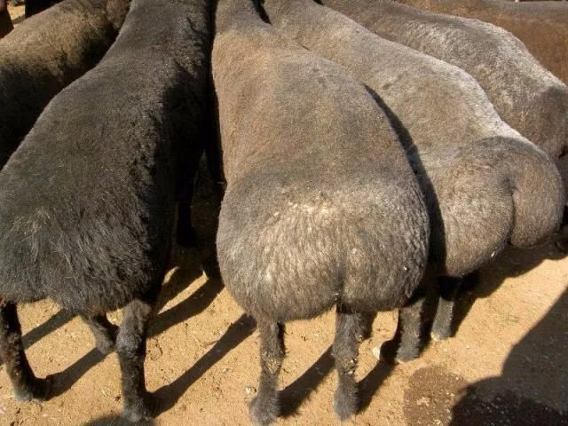 Казахская курдючная грубошёрстная овца