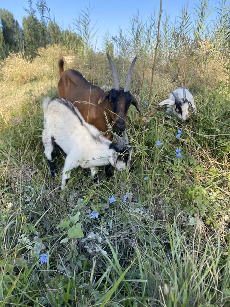 Czech Brown Shorthaired goats
