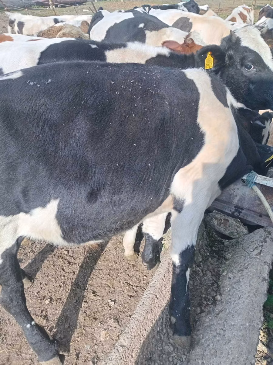 Russian Black pied cattle