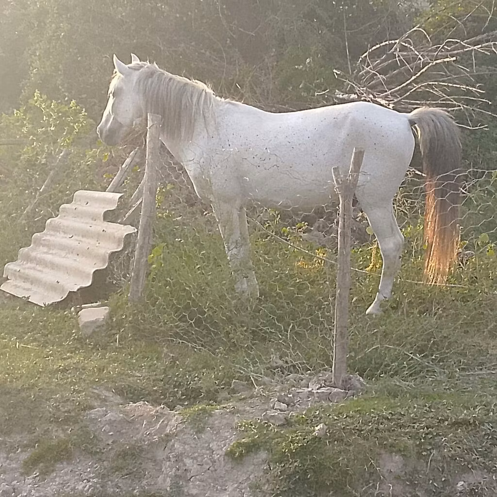 Azerbaijan horse