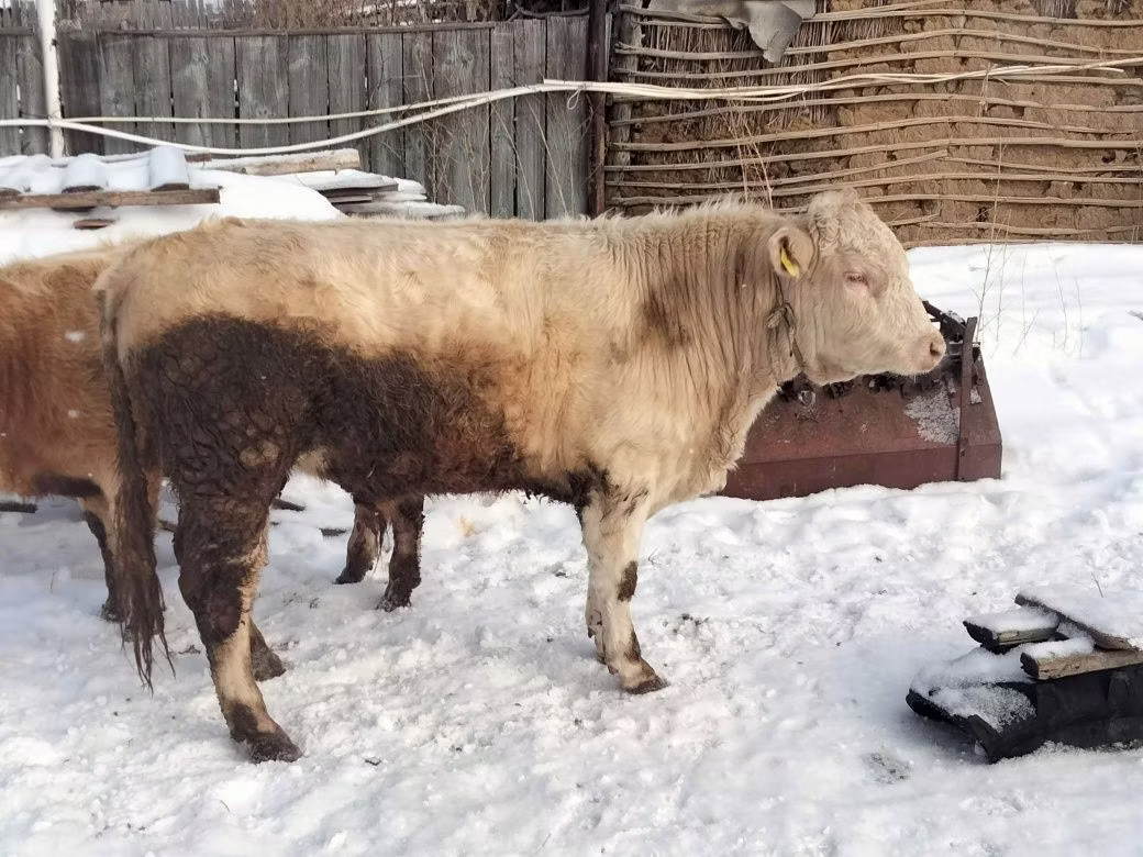 Auliekol breed
