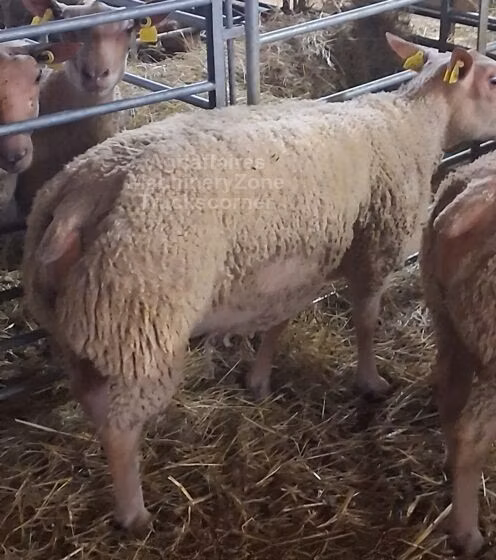 Charollais sheep
