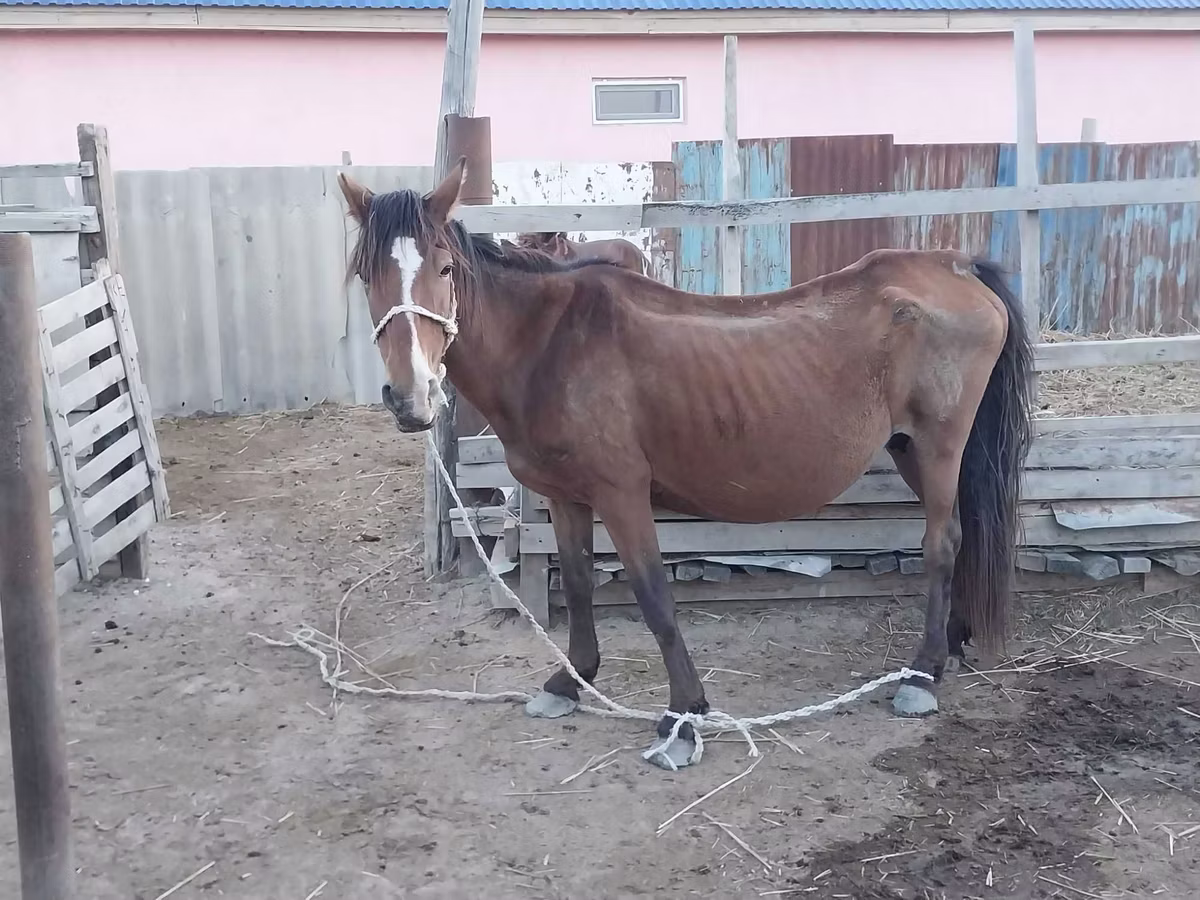 Казахская лошадь