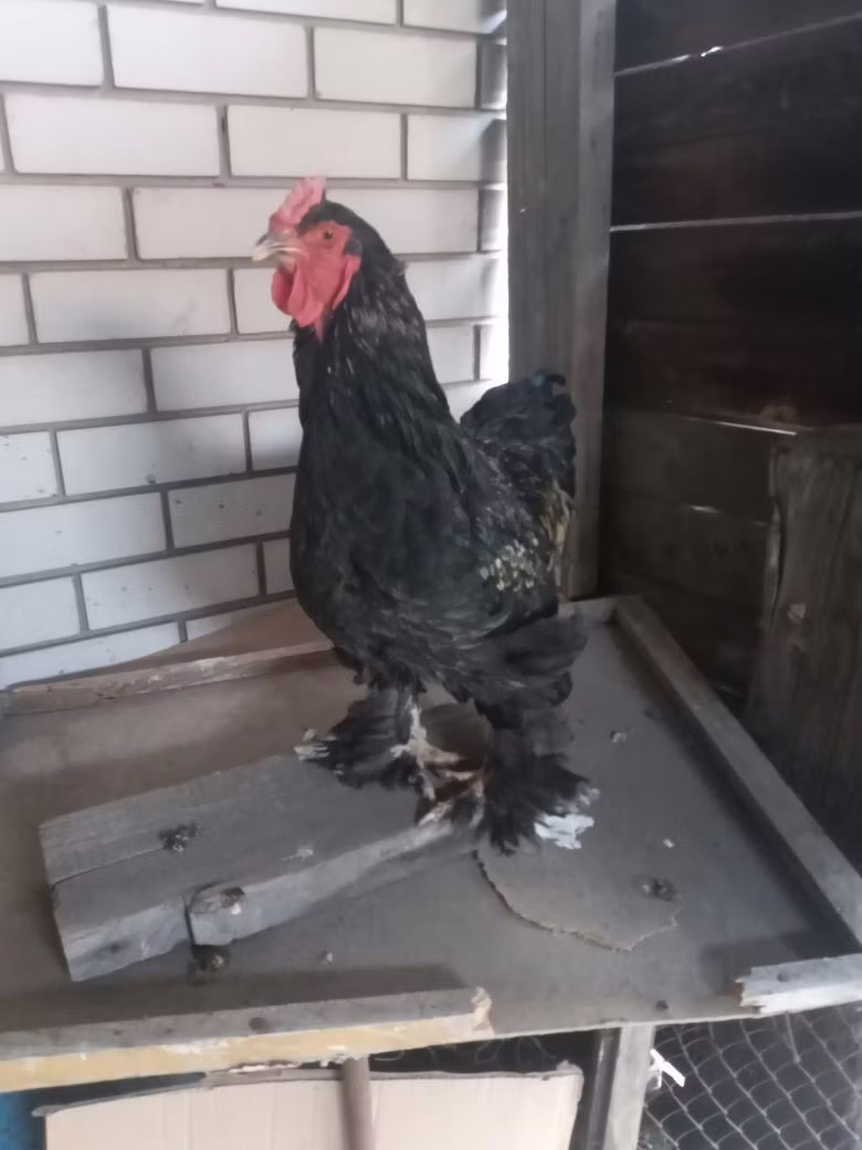 Brahma