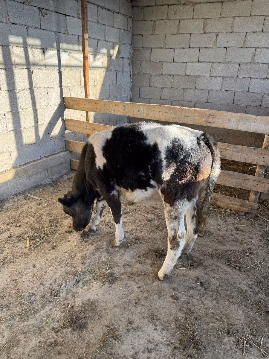 Belgian Blue
