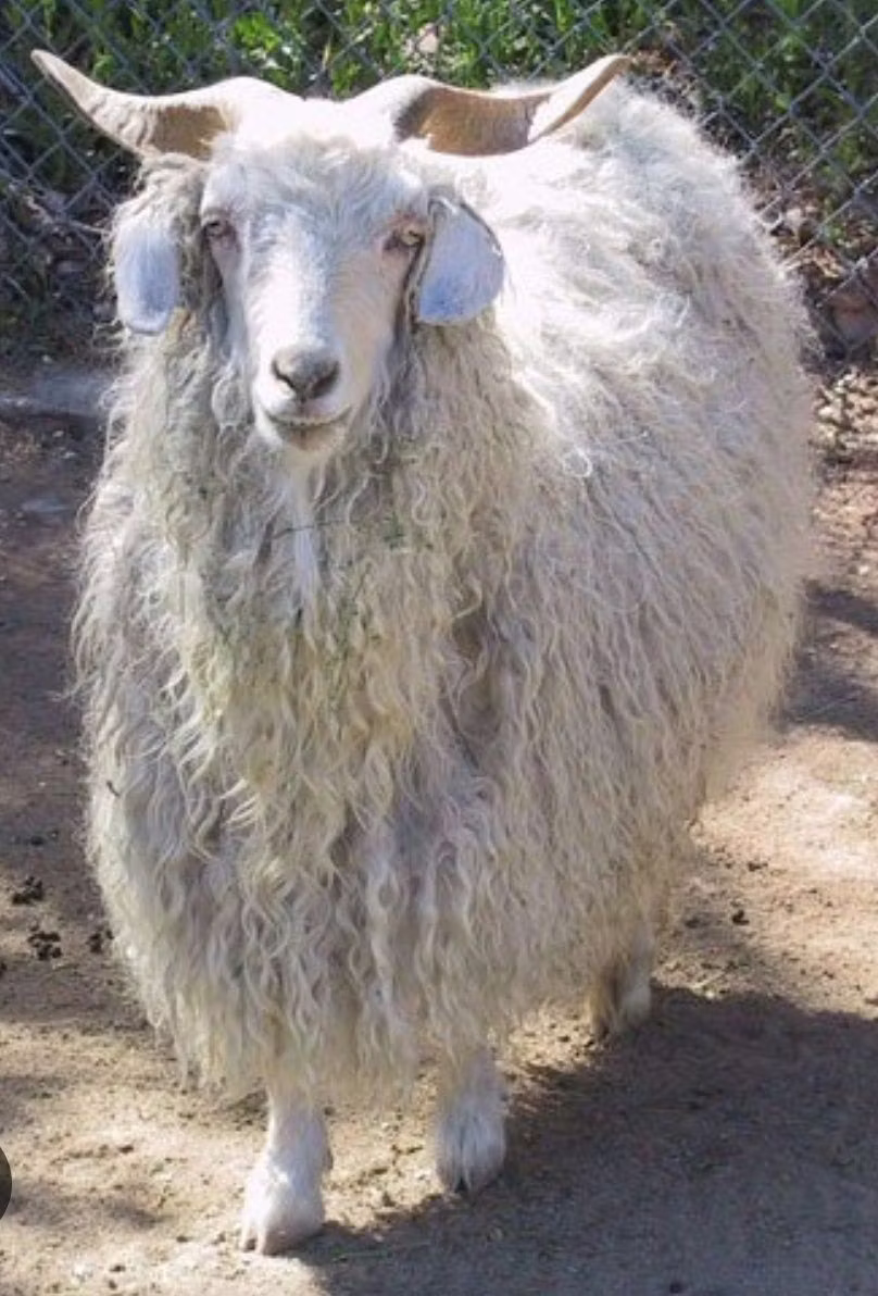 Angora goats