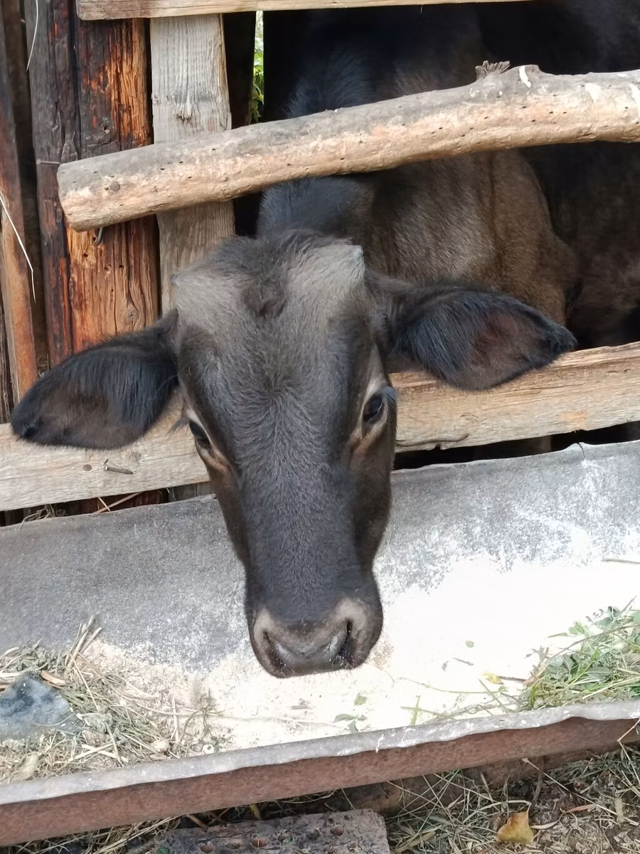 Swiss cattle