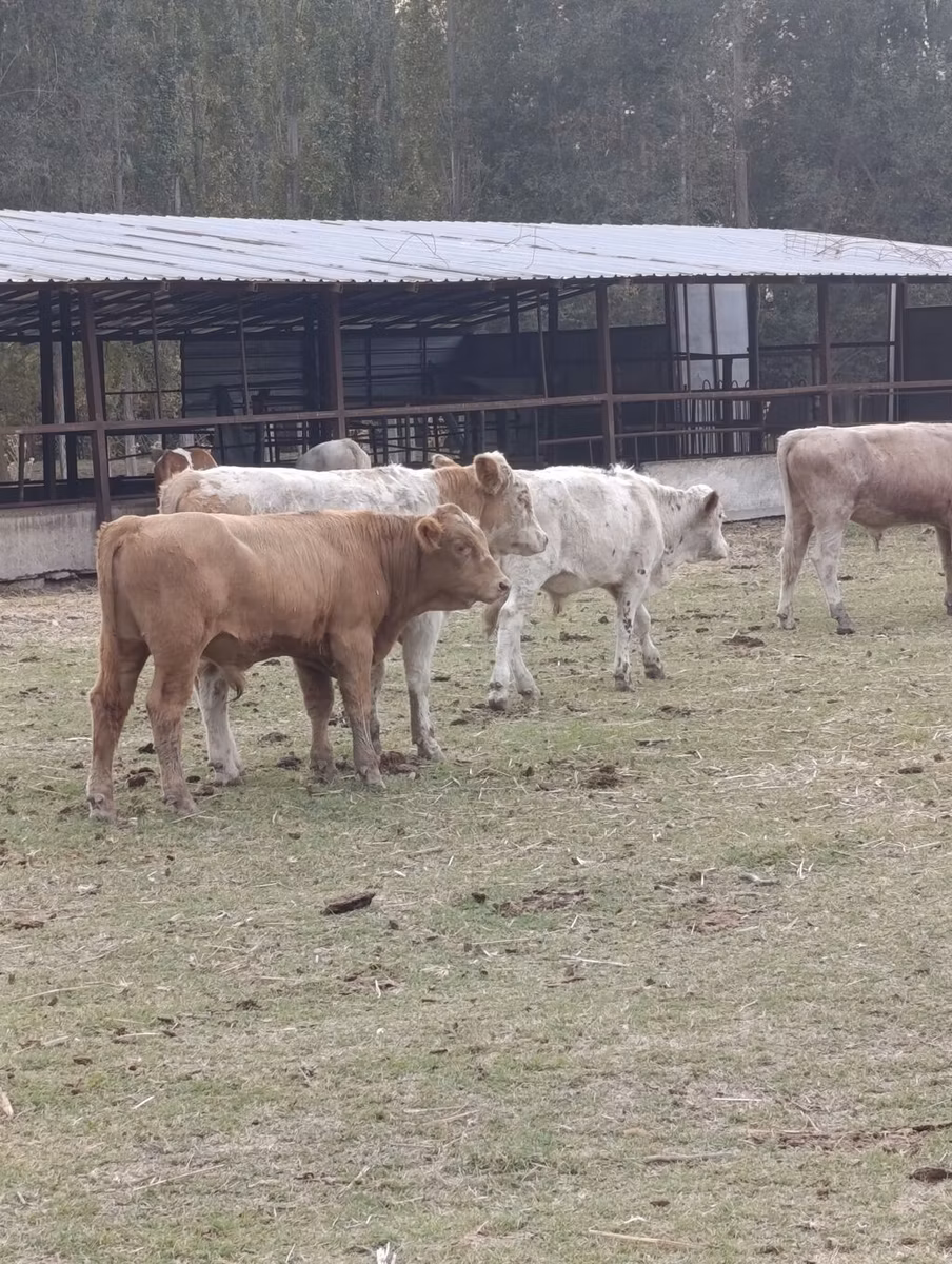 Auliekol breed