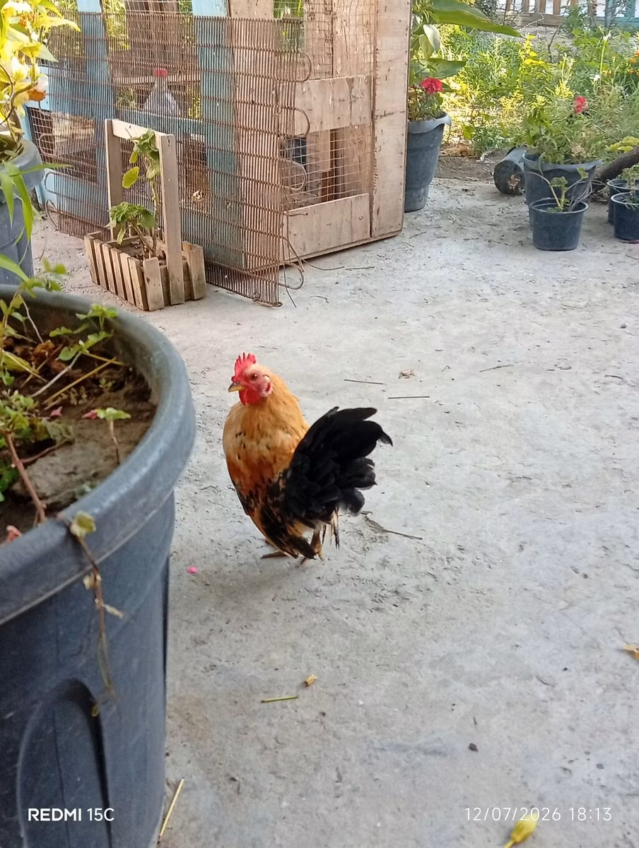 सेरामा