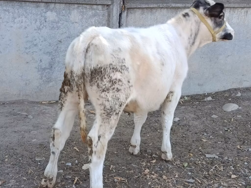 Belgian Blue
