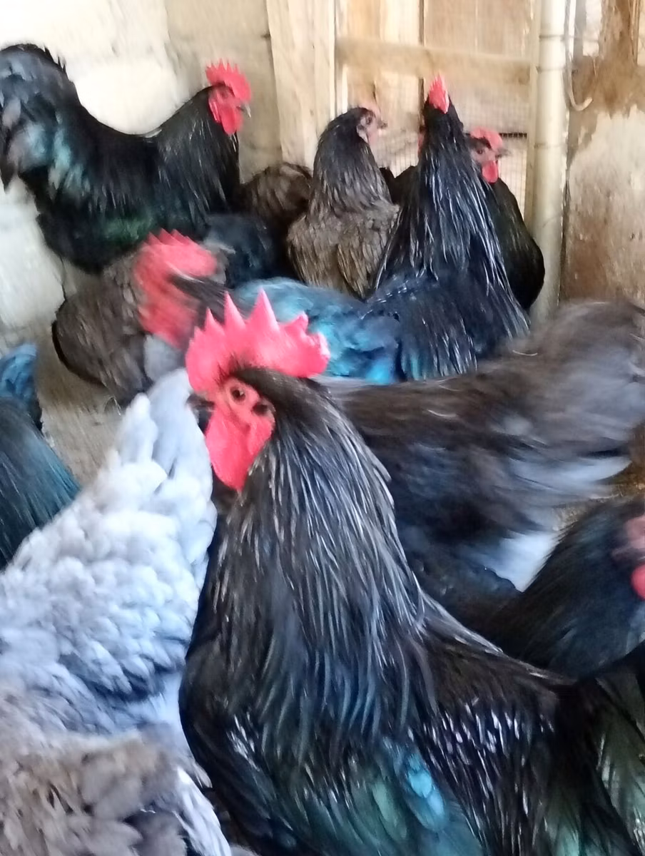 Australian Pit Game fowl