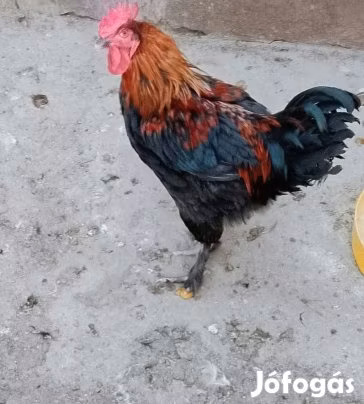 Marans