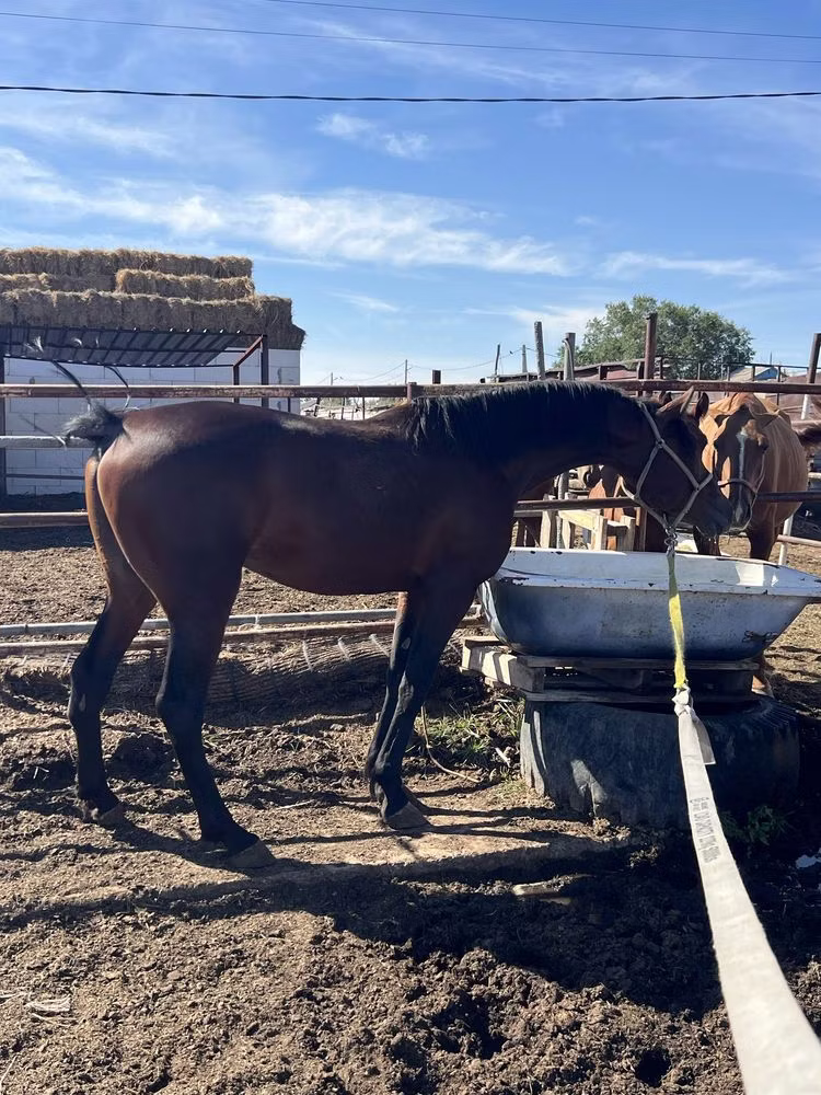 Standardbred