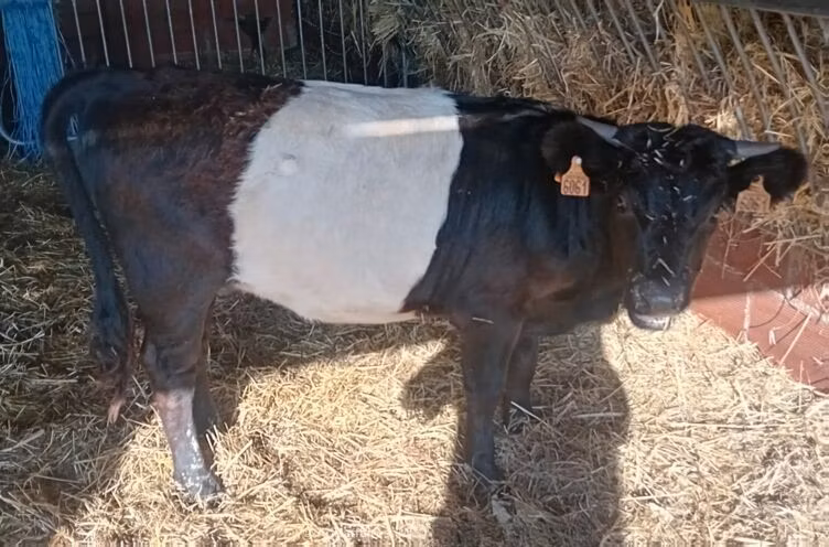 Vache galloise