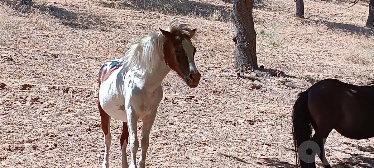 Shetland Pony