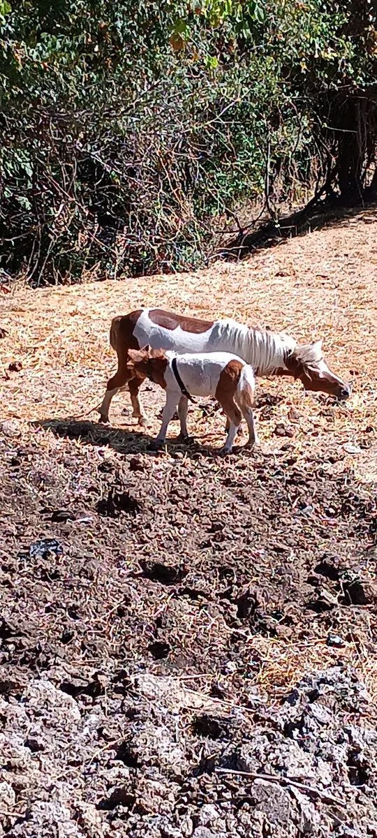 Australian Pony