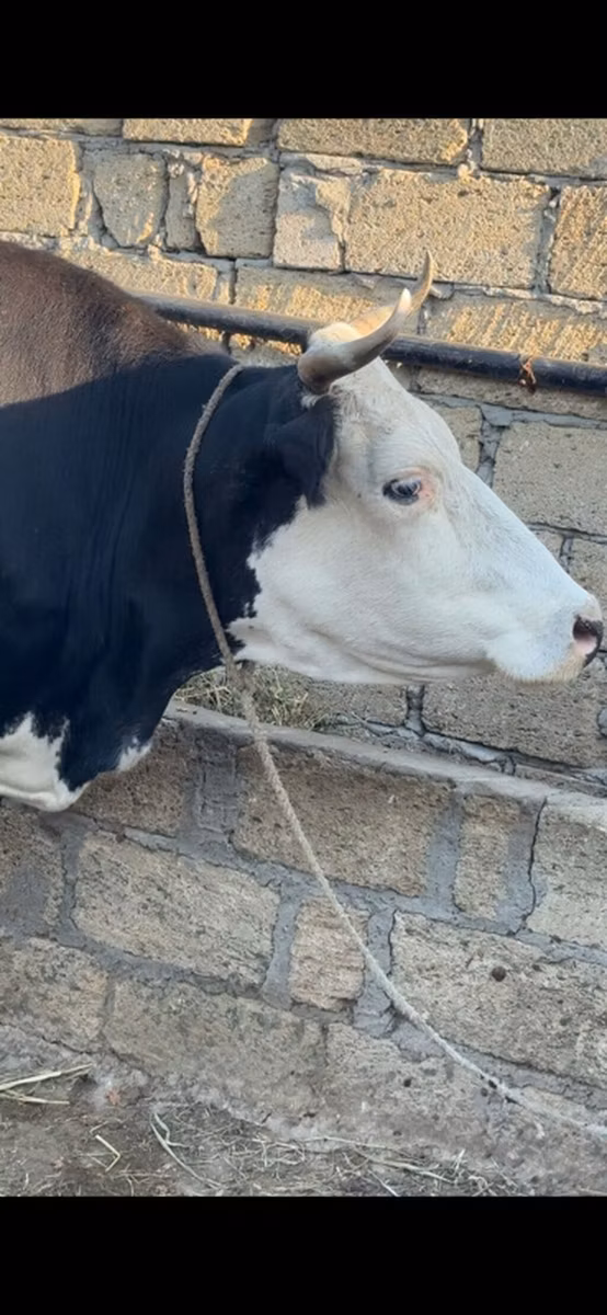 Red-spotted breed