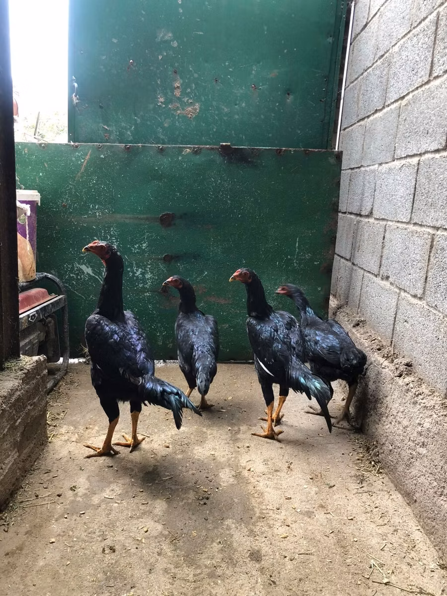 Shamo chickens