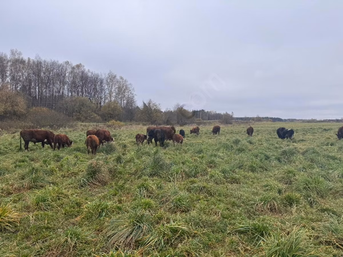 Tipo de fábrica de Bukovina de la vaca ucraniana roja y moteada.