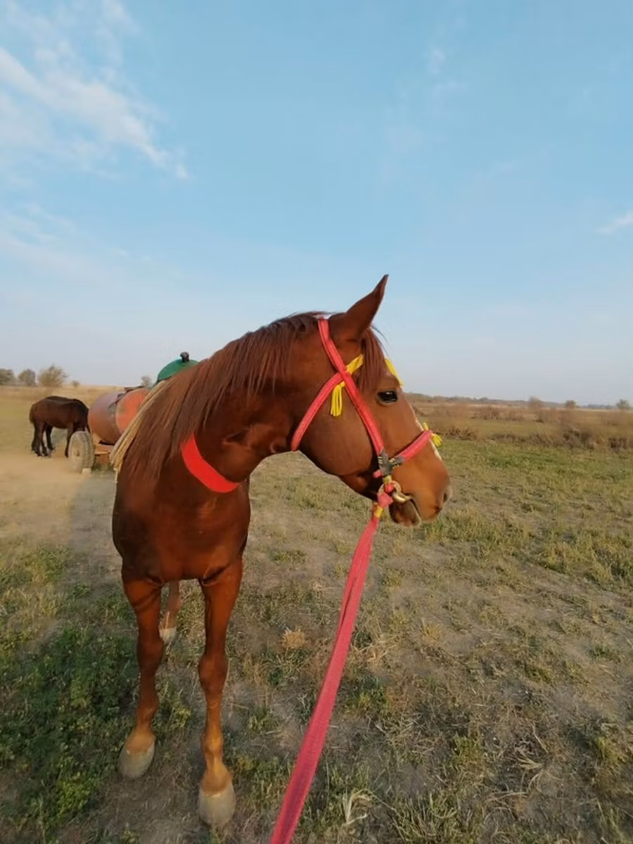 Kyrgyz Horse