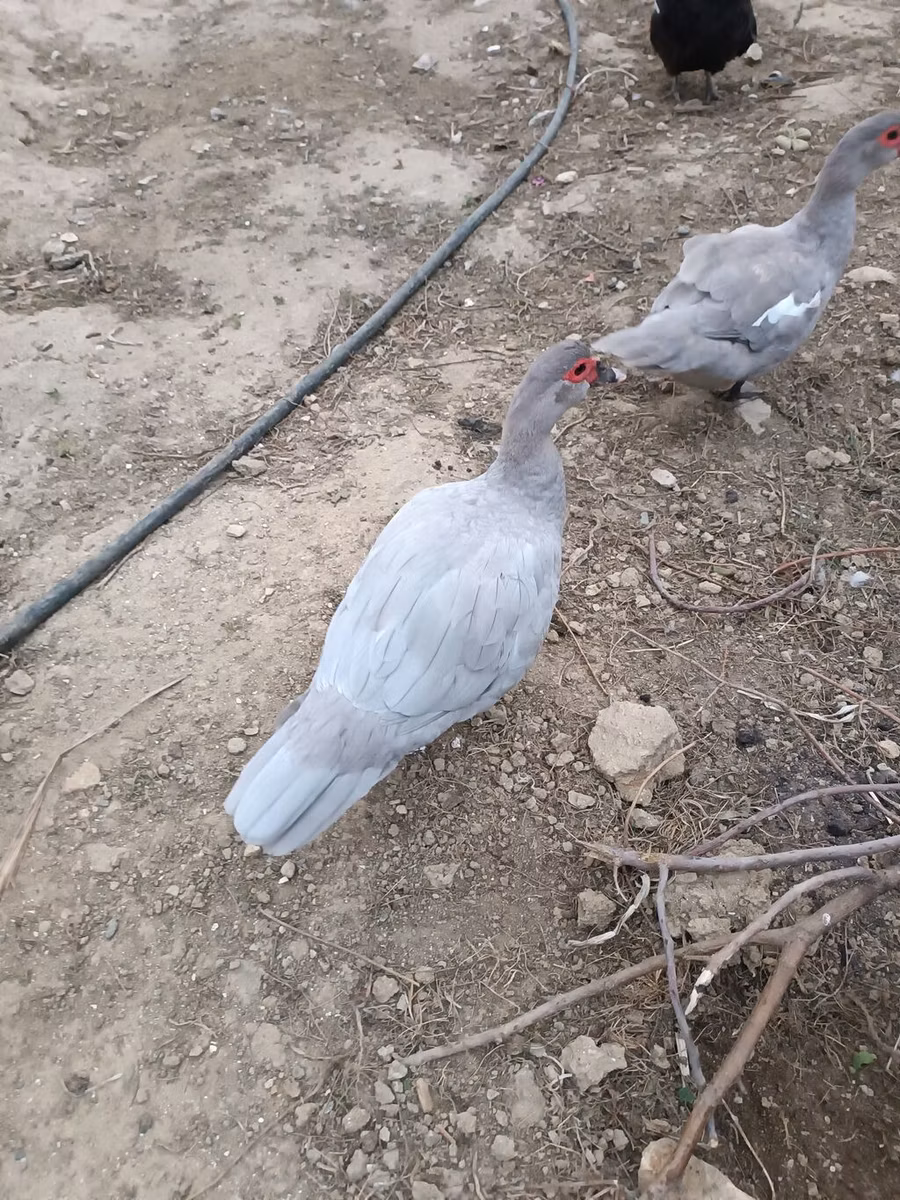 Canard musqué domestique