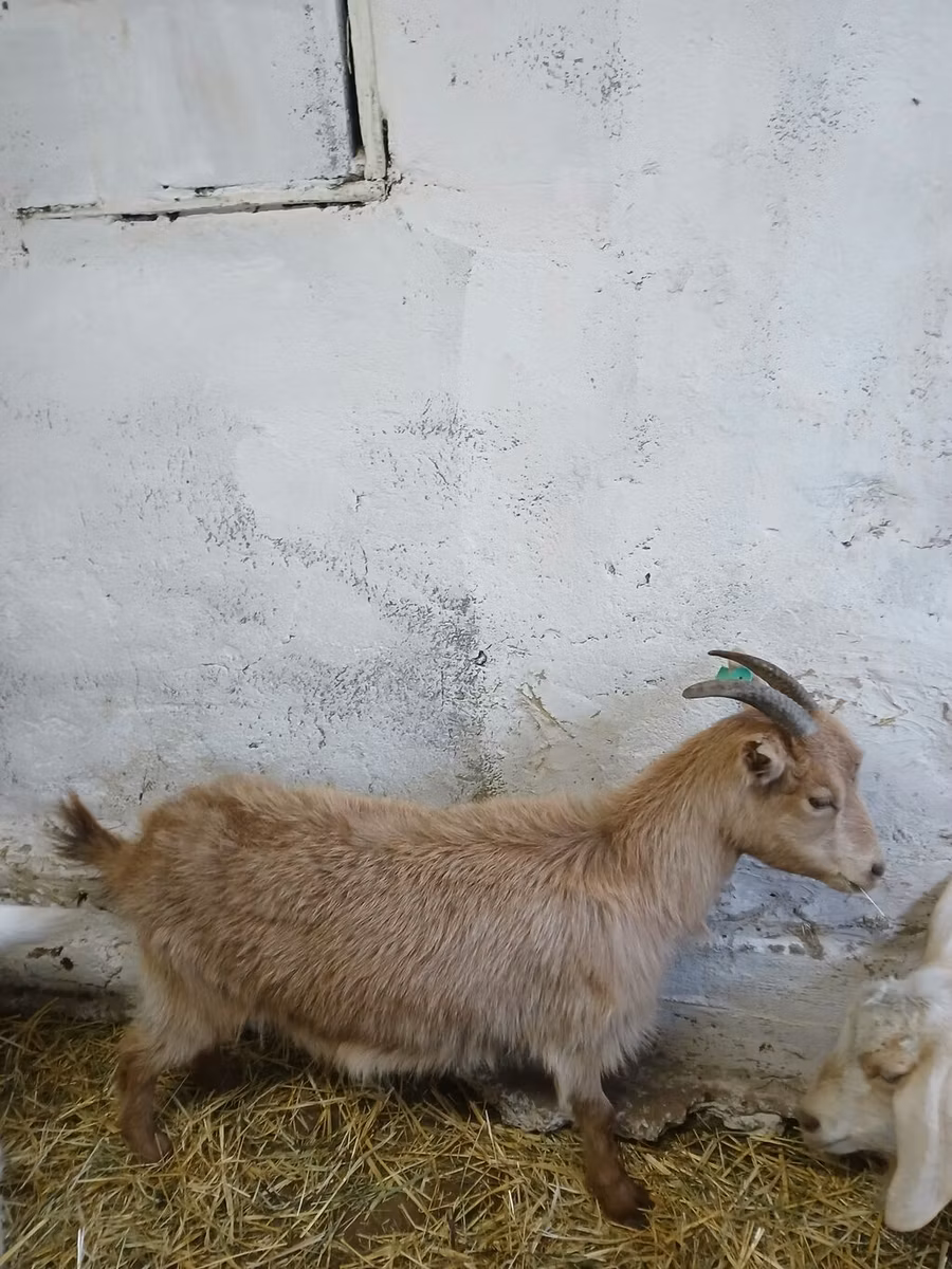 Saanen goat