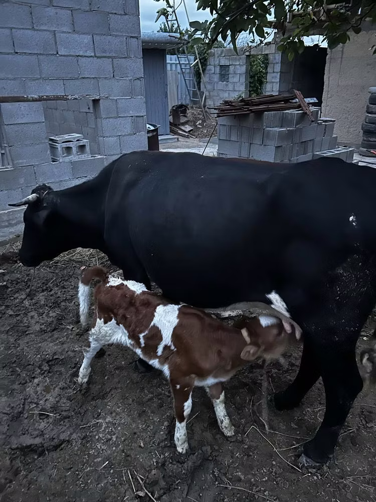 Latvian Blue cattle