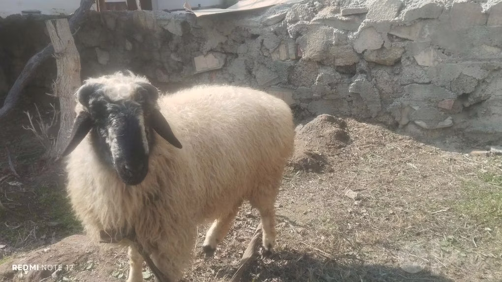 Blackheaded Persian sheep