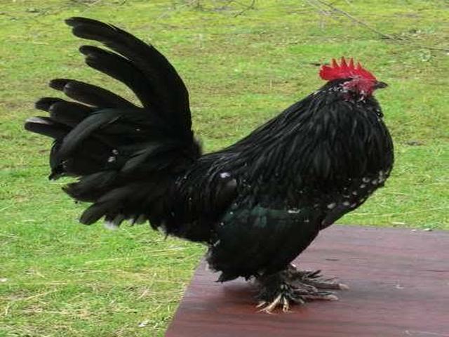 Bantam belge