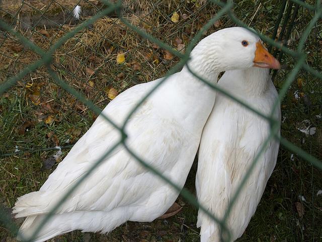 Tchèque
